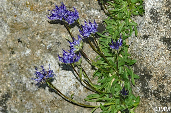 Phyteuma globulariifolium subsp. pedemontanum