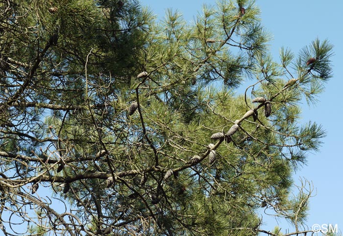 Pinus pinaster subsp. atlantica
