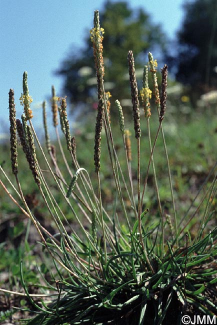 Plantago maritima subsp. serpentina = Plantago serpentina
