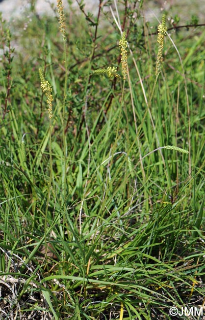 Plantago maritima subsp. serpentina = Plantago serpentina