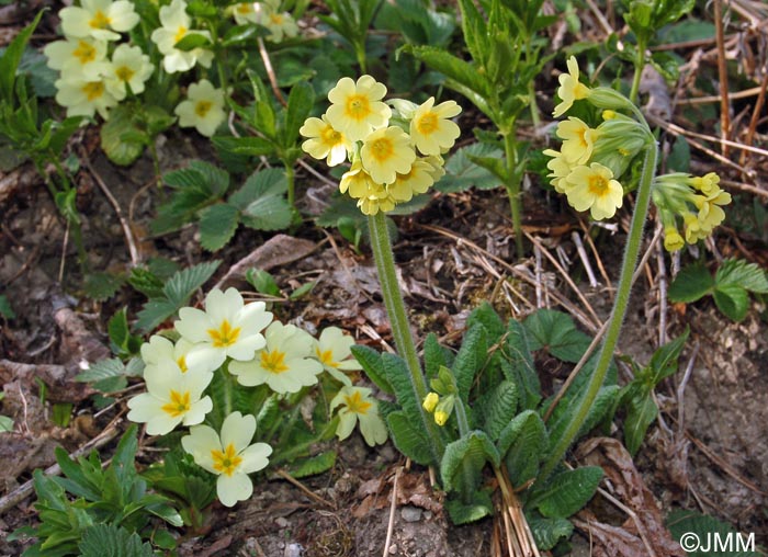 Primula elatior & Primula vulgaris subsp. vulgaris