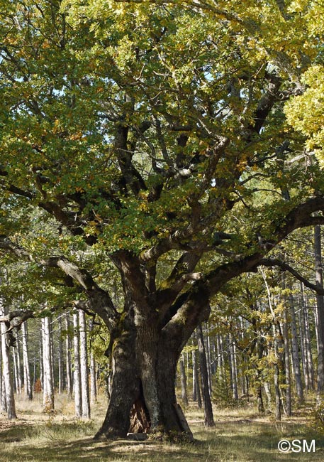 Quercus pubescens