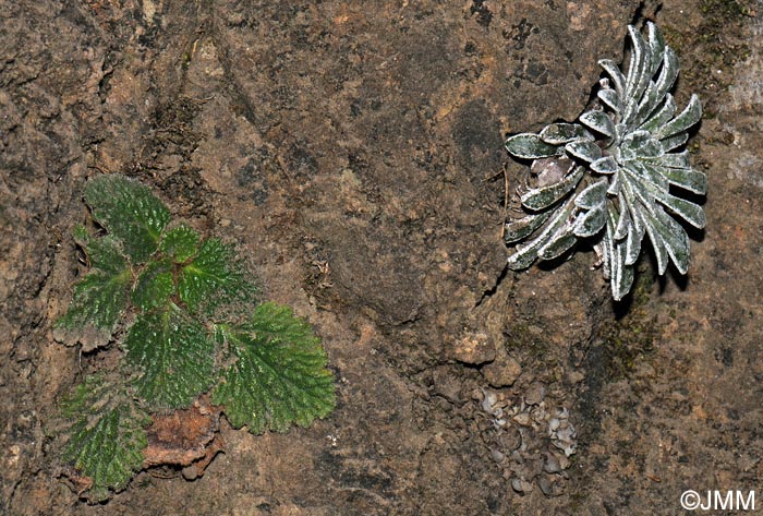 Ramonda myconi & Saxifraga longifolia