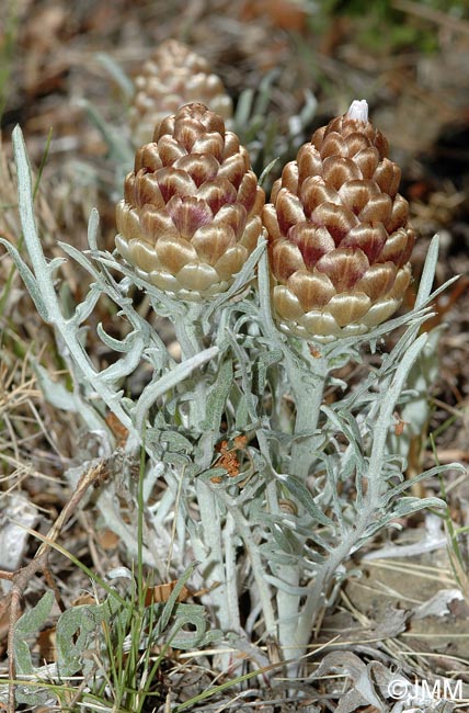 Rhaponticum coniferum = Leuzea conifera