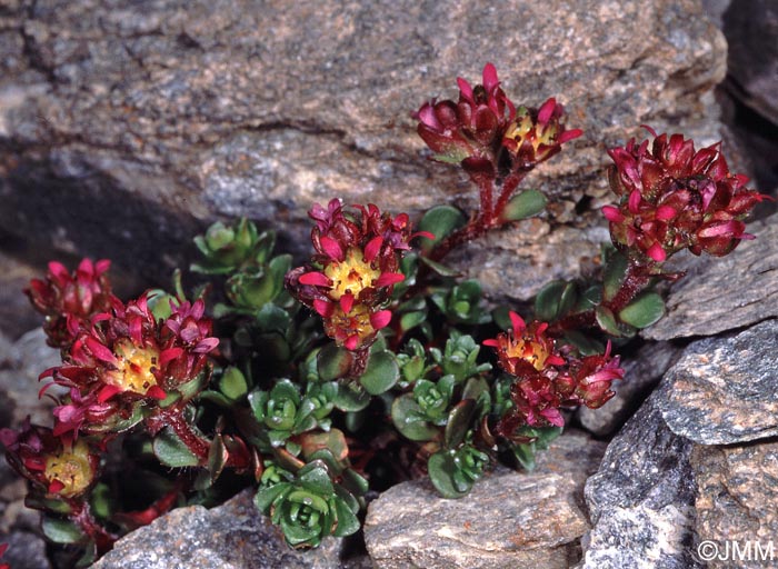 Saxifraga biflora subsp. biflora
