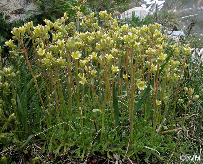 Saxifraga exarata subsp. exarata