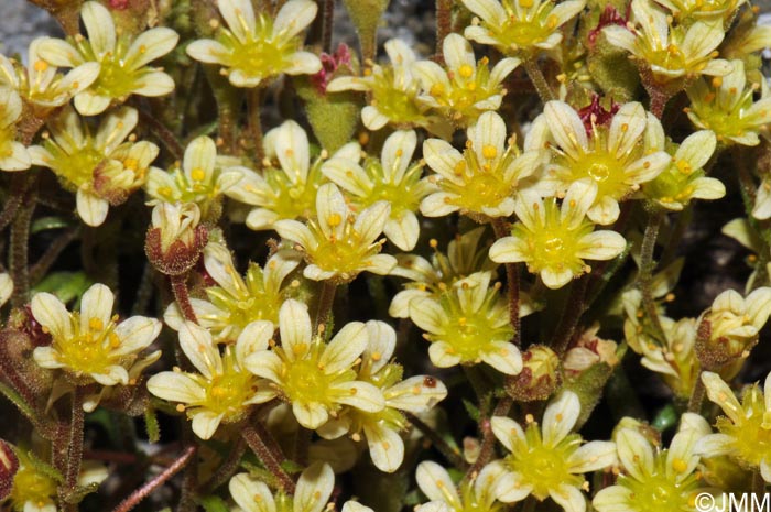 Saxifraga exarata subsp. exarata