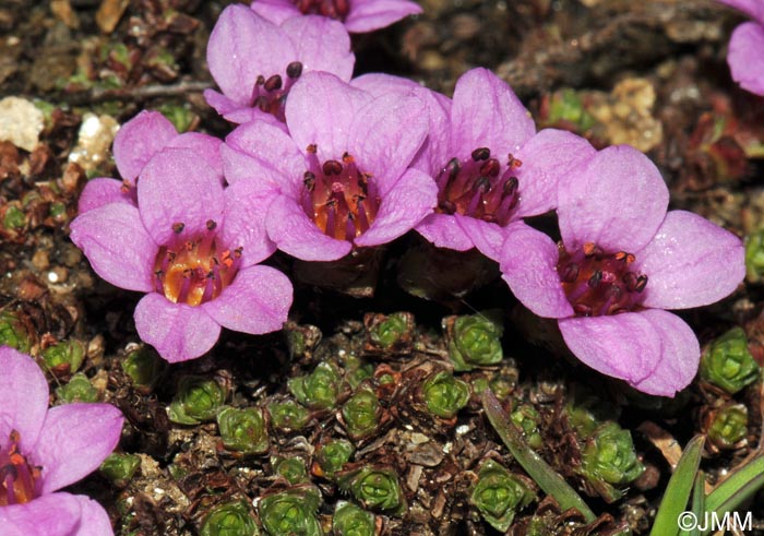 Saxifraga oppositifolia subsp. oppositifolia