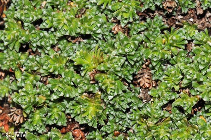 Saxifraga oppositifolia subsp. oppositifolia