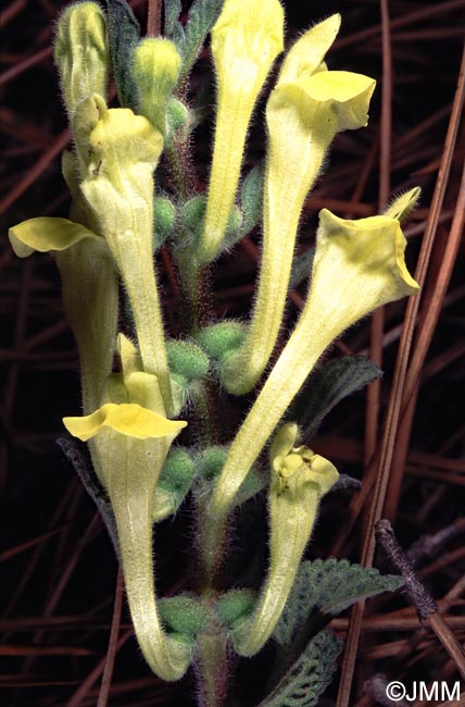 Scutellaria orientalis subsp. orientalis