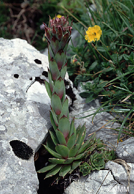 Sempervivum tectorum subsp. tectorum 