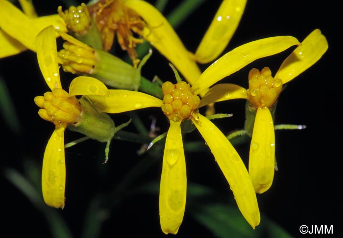 Senecio ovatus subsp. alpestris