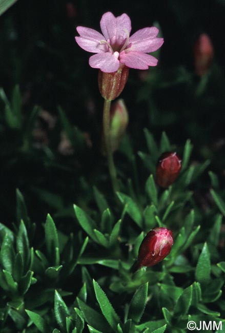 Silene acaulis subsp. acaulis =? Silene acaulis subsp. cenisia