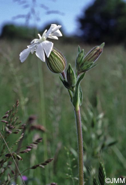 Silene latifolia = Melandrium album = Silene pratensis