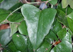 Smilax canariensis