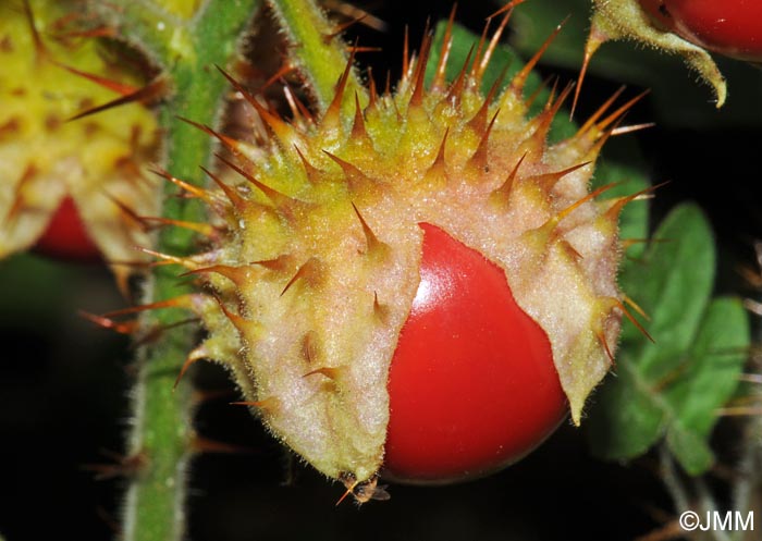 Solanum sisymbriifolium