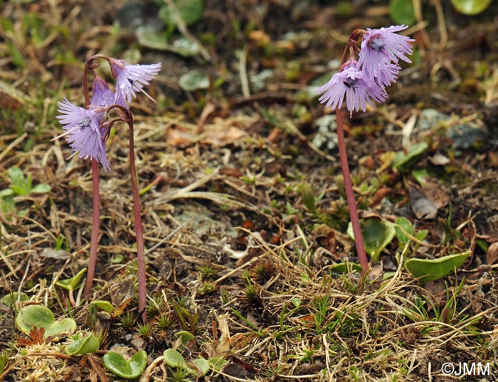 Soldanella alpina subsp. alpina