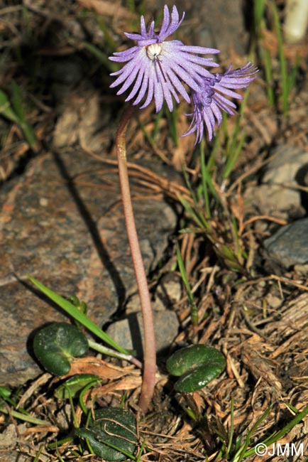 Soldanella alpina subsp. alpina