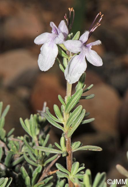 Teucrium brevifolium