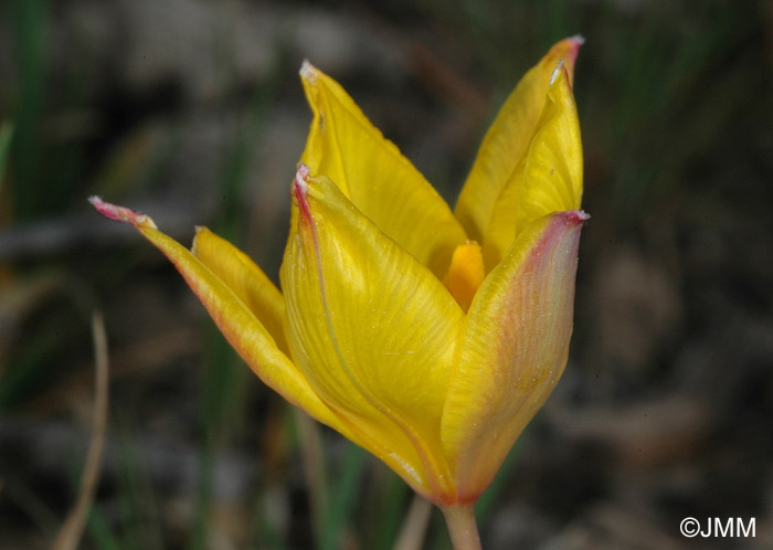 Tulipa sylvestris subsp. australis = Tulipa australis