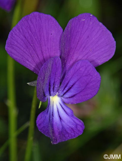 Viola aethnensis subsp. splendida