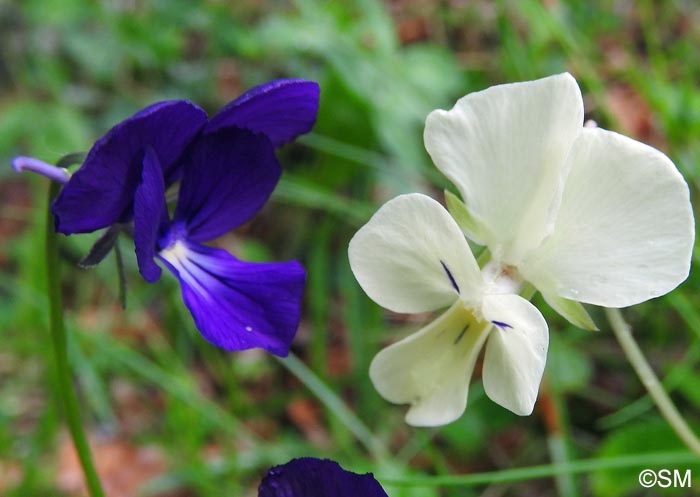 Viola aethnensis subsp. splendida = Viola splendida