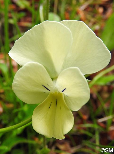 Viola aethnensis subsp. splendida = Viola splendida