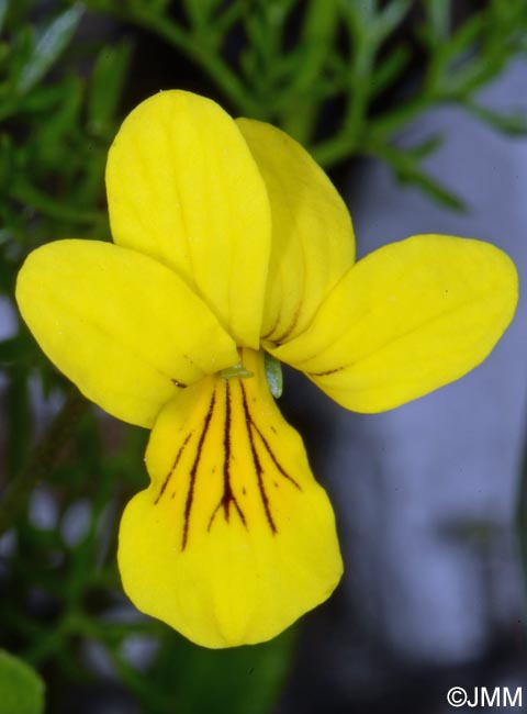 Viola biflora
