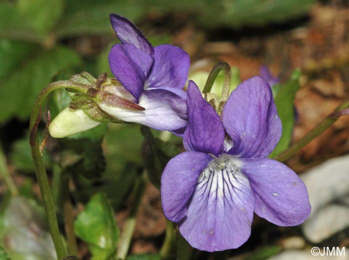 Viola canina subsp. canina
