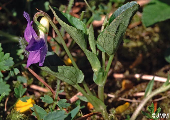 Viola canina subsp. canina