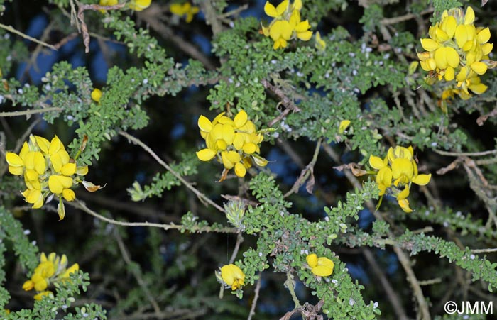 Adenocarpus foliolosus