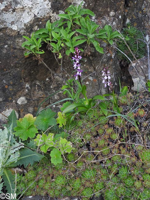 Aeonium simsii & Orchis canariensis