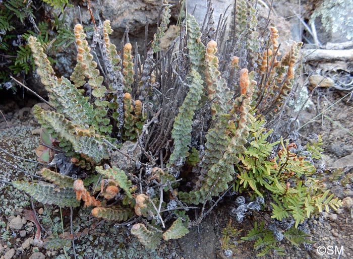 Cosentinia vellea subsp. bivalens & Cheilanthes pulchella