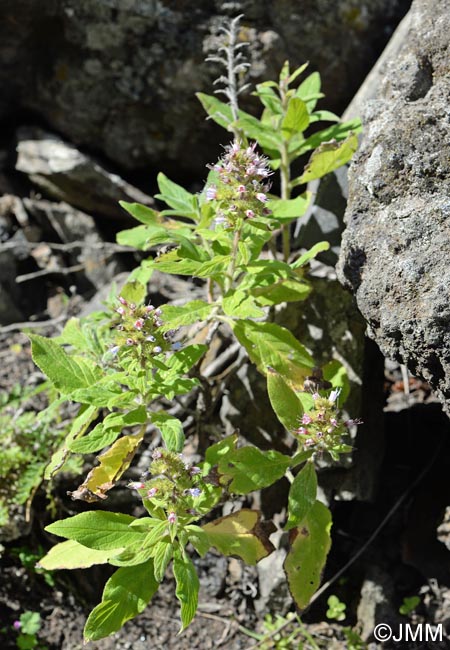Echium strictum subsp. exasperatum