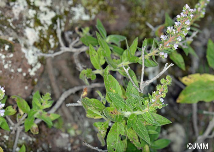 Echium strictum subsp. exasperatum