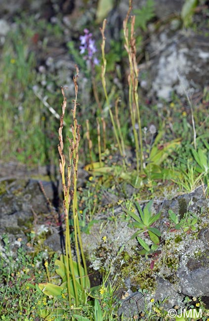 Habenaria tridactylites & Orchis lapalmensis