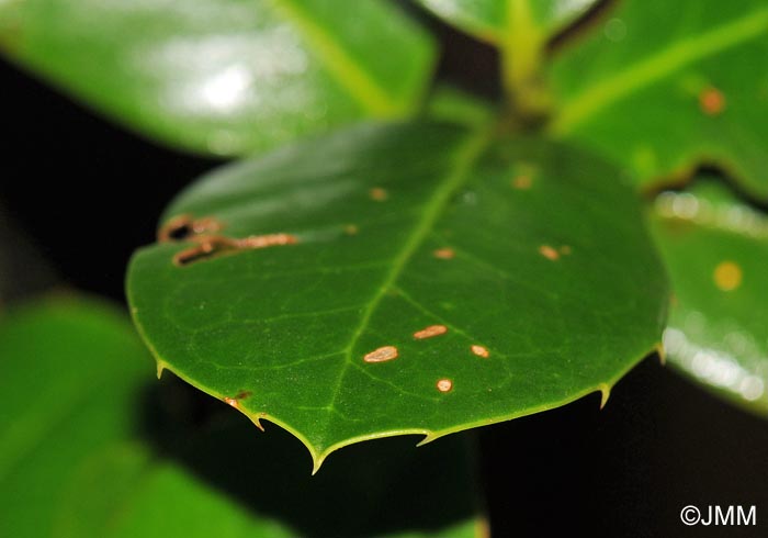 Ilex perado subsp. platyphylla