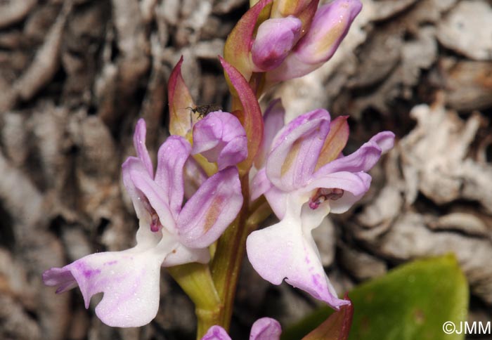 Orchis canariensis