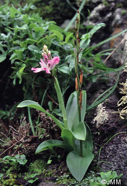 Habenaria tridactylites et Orchis canariensis