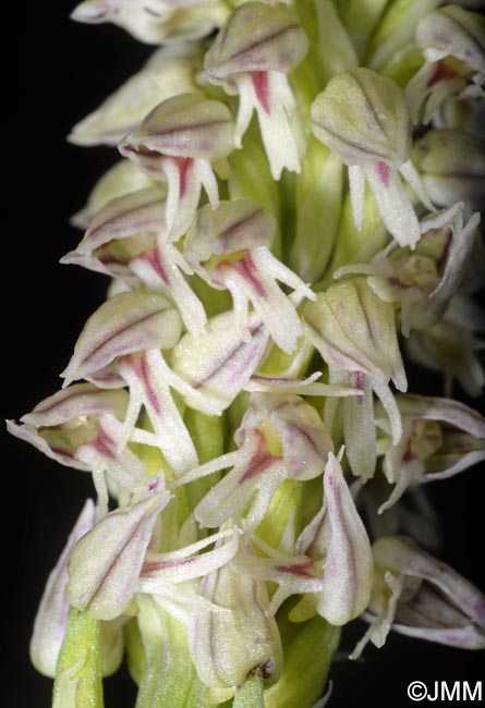 Orchis intacta = Neotinea maculata