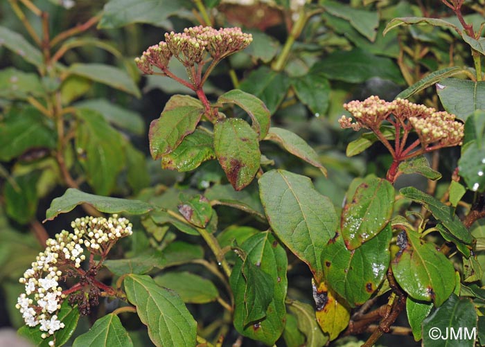 Viburnum rigidum = Viburnum tinus subsp. rigidum
