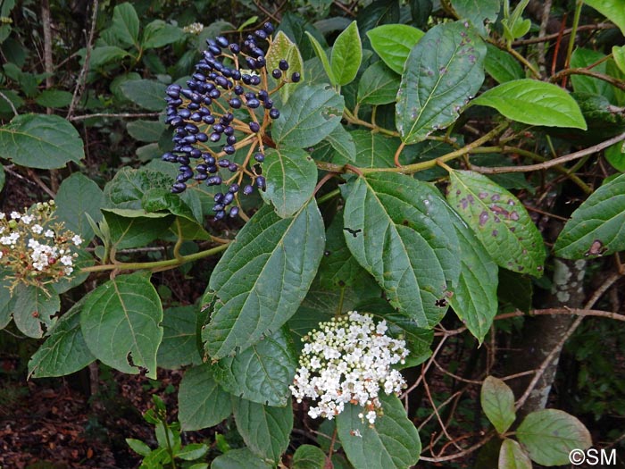 Viburnum rigidum = Viburnum tinus subsp. rigidum