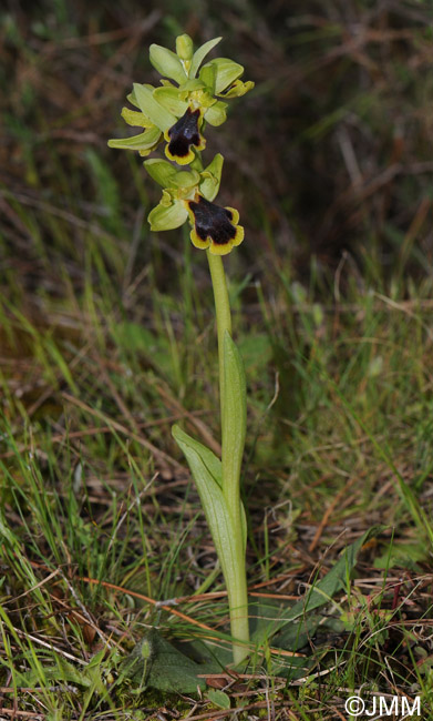 Ophrys blitopertha