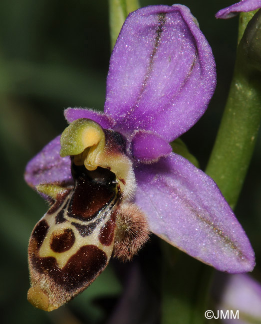 Ophrys orphanidea 