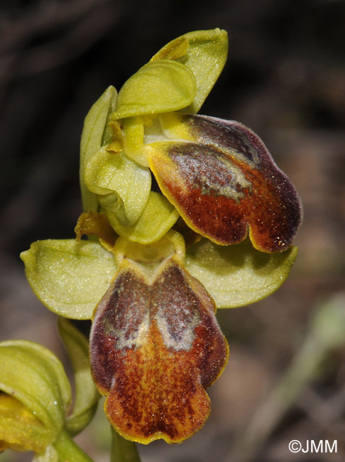 Ophrys parosica