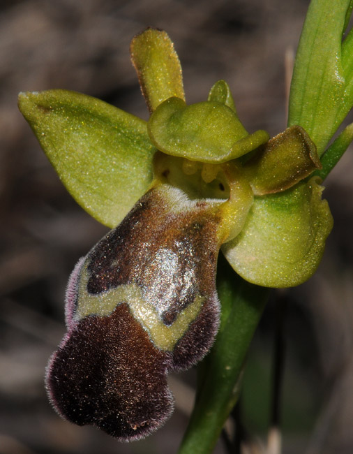 Ophrys pelinaea