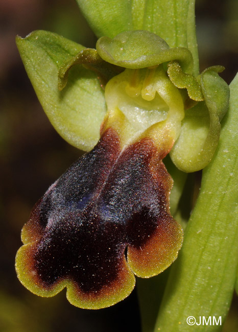 Ophrys persephonae 