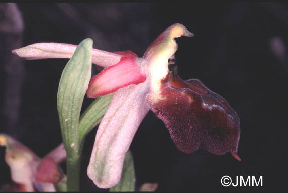 Ophrys elegans