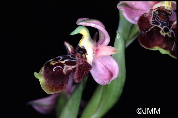 Ophrys flavomarginata x umbilicata