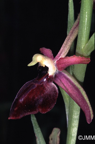 Ophrys iceliensis